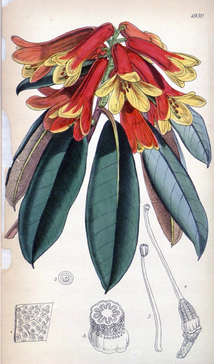 Curtis's botanical magazine. London ;New York [etc.] :Academic Press [etc.]. | Botany Periodicals "Pictorial works"  | Vintage Print Reproduction 457315