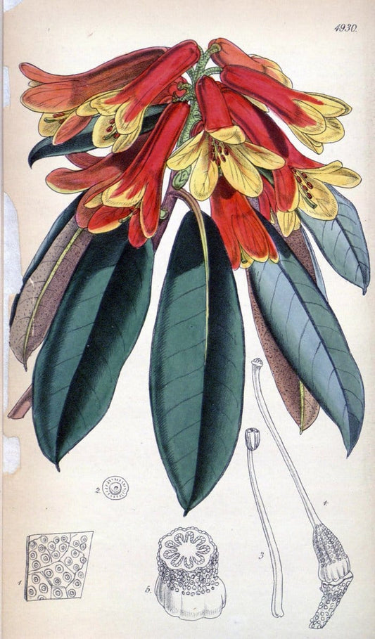 Curtis's botanical magazine. London ;New York [etc.] :Academic Press [etc.]. | Botany Periodicals "Pictorial works"  | Vintage Print Reproduction 457315