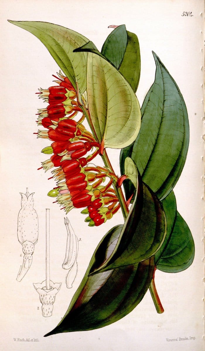 Curtis's botanical magazine. London ;New York [etc.] :Academic Press [etc.]. | Botany Periodicals "Pictorial works"  | Vintage Print Reproduction 457316