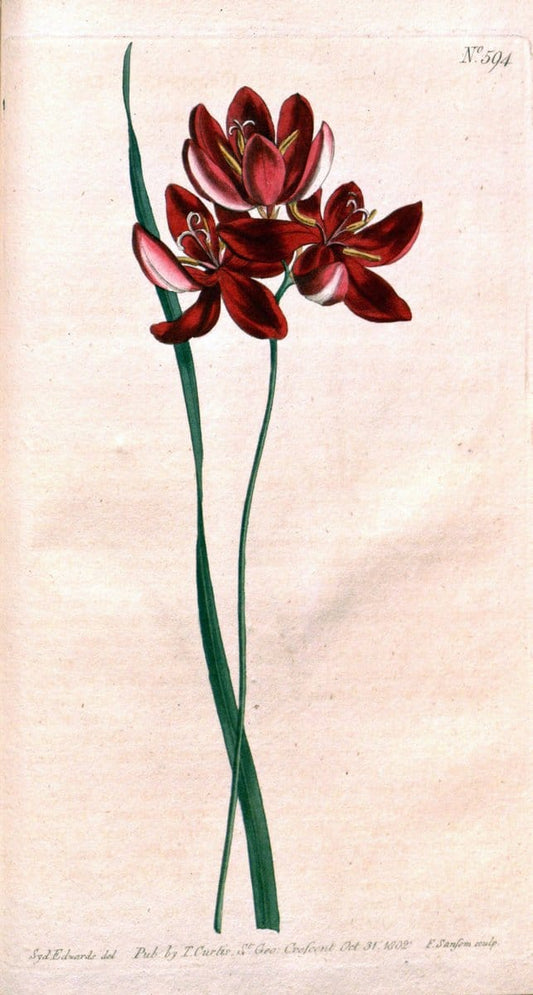 Curtis's botanical magazine. London ;New York [etc.] :Academic Press [etc.]. | Botany Periodicals "Pictorial works"  | Vintage Print Reproduction 457317