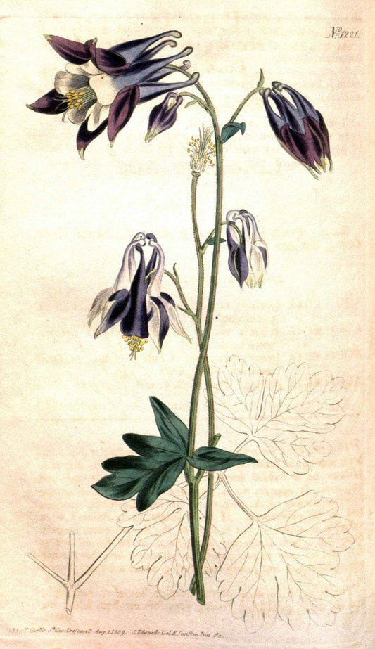 Curtis's botanical magazine. London ; New York [etc.] :Academic Press [etc.]. | "Botanical illustration" Botany Periodicals "Pictorial works" "Plants, Ornamental"  | Vintage Print Reproduction 457318