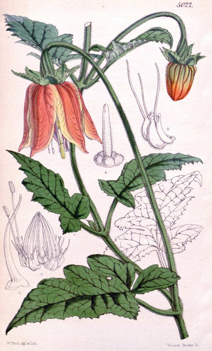 Curtis's botanical magazine. London ; New York [etc.] :Academic Press [etc.]. | "Botanical illustration" Botany Periodicals "Pictorial works" "Plants, Ornamental"  | Vintage Print Reproduction 457319