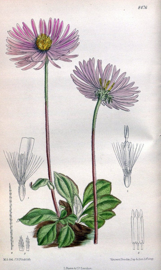Curtis's botanical magazine. London ; New York [etc.] :Academic Press [etc.]. | "Botanical illustration" Botany Periodicals "Pictorial works" "Plants, Ornamental"  | Vintage Print Reproduction 457321