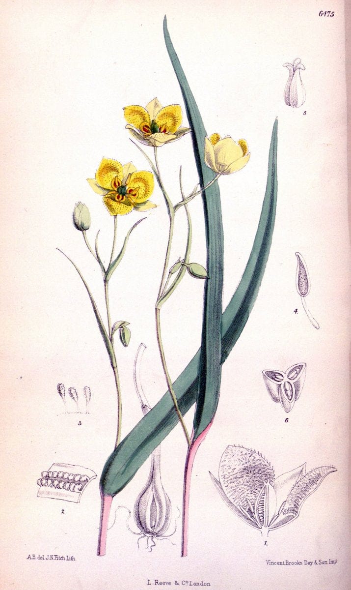 Curtis's botanical magazine. London ; New York [etc.] :Academic Press [etc.]. | "Botanical illustration" Botany Periodicals "Pictorial works" "Plants, Ornamental"  | Vintage Print Reproduction 457322