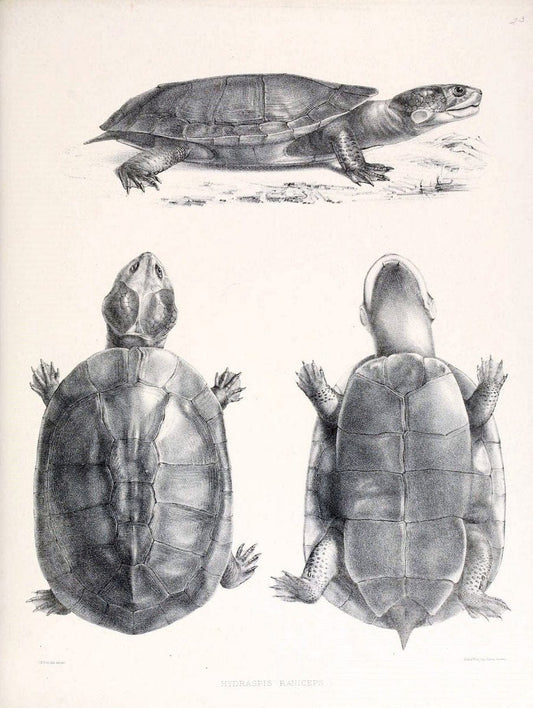 Catalogue of shield reptiles in the collection of the British Museum /.London :Printed by order of the Trustees,1855-1872.  | Vintage Print Reproduction 457323