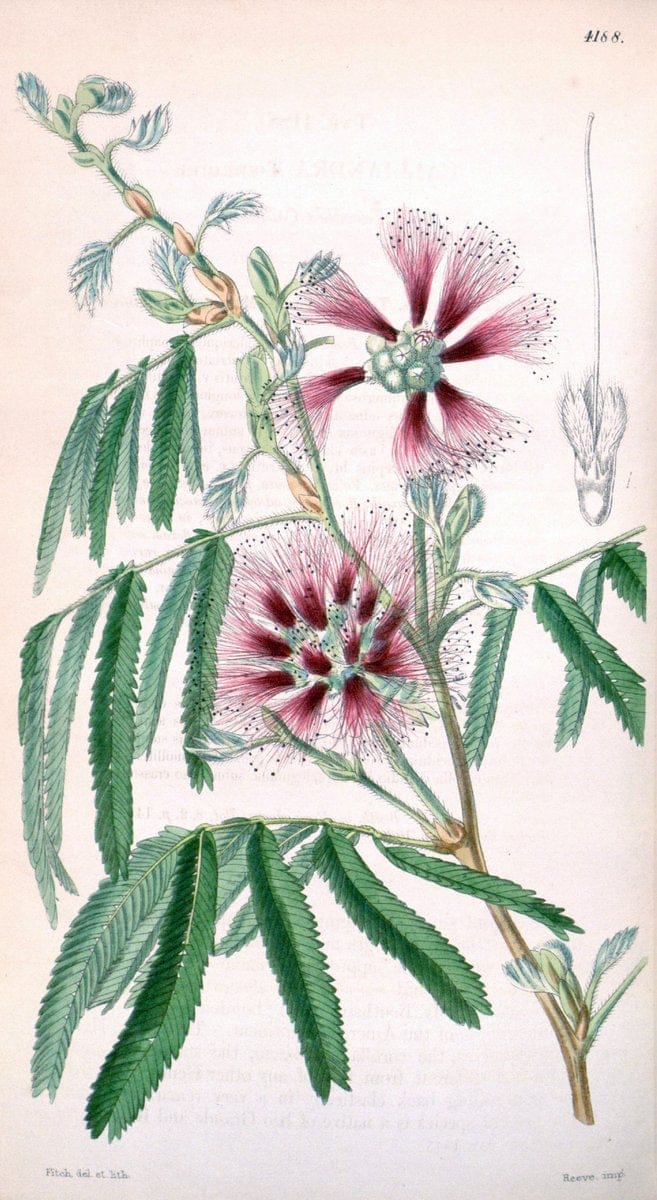 Curtis's botanical magazine. London ; New York [etc.] :Academic Press [etc.]. | "Botanical illustration" Botany Periodicals "Pictorial works" "Plants, Ornamental"  | Vintage Print Reproduction 457324