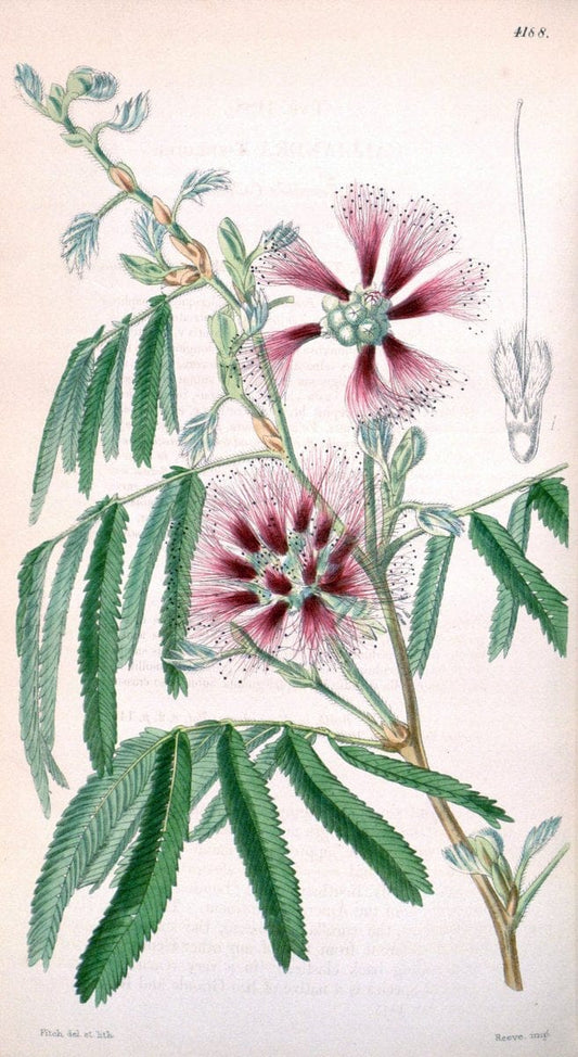 Curtis's botanical magazine. London ; New York [etc.] :Academic Press [etc.]. | "Botanical illustration" Botany Periodicals "Pictorial works" "Plants, Ornamental"  | Vintage Print Reproduction 457324