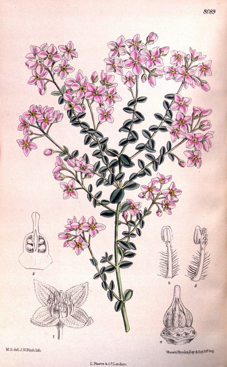 Curtis's botanical magazine. London ; New York [etc.] :Academic Press [etc.]. | "Botanical illustration" Botany Periodicals "Pictorial works" "Plants, Ornamental"  | Vintage Print Reproduction 457325