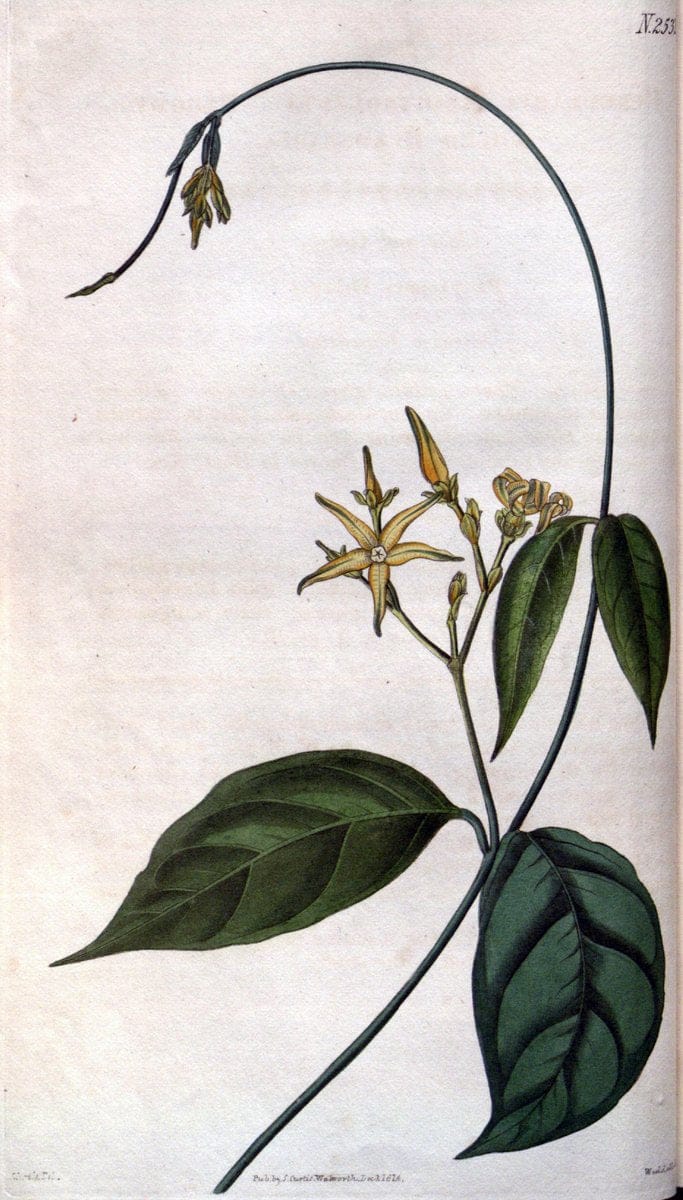 Curtis's botanical magazine. London ; New York [etc.] :Academic Press [etc.]. | "Botanical illustration" Botany Periodicals "Pictorial works" "Plants, Ornamental"  | Vintage Print Reproduction 457326