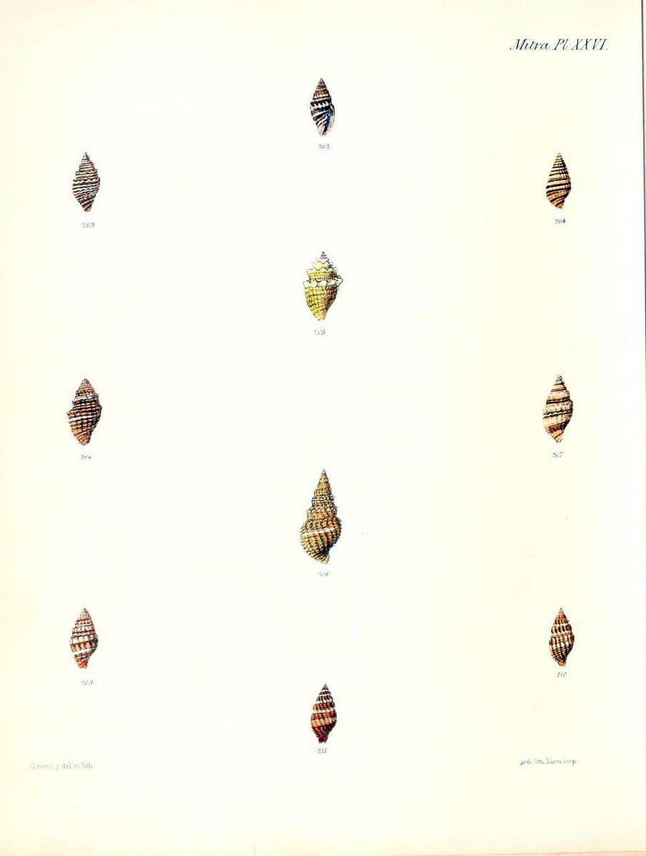Conchologia iconica, or, Illustrations of the shells of molluscous animals /.London :Reeve, Brothers,1843-1878.  | Mollusks "Pictorial works" Shells | Vintage Print Reproduction 457327