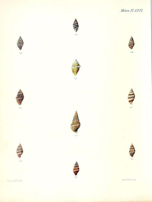 Conchologia iconica, or, Illustrations of the shells of molluscous animals /.London :Reeve, Brothers,1843-1878.  | Mollusks "Pictorial works" Shells | Vintage Print Reproduction 457327