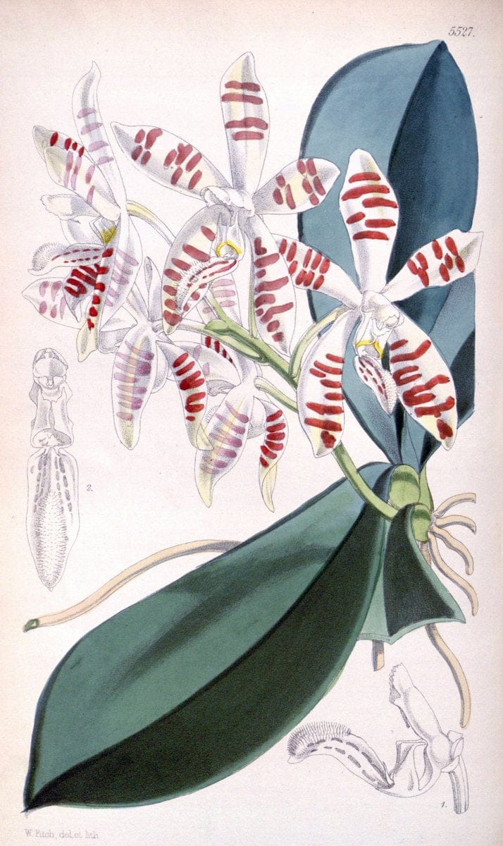 Curtis's botanical magazine..London ;New York [etc.] :Academic Press [etc.]. |  | Vintage Print Reproduction 457328