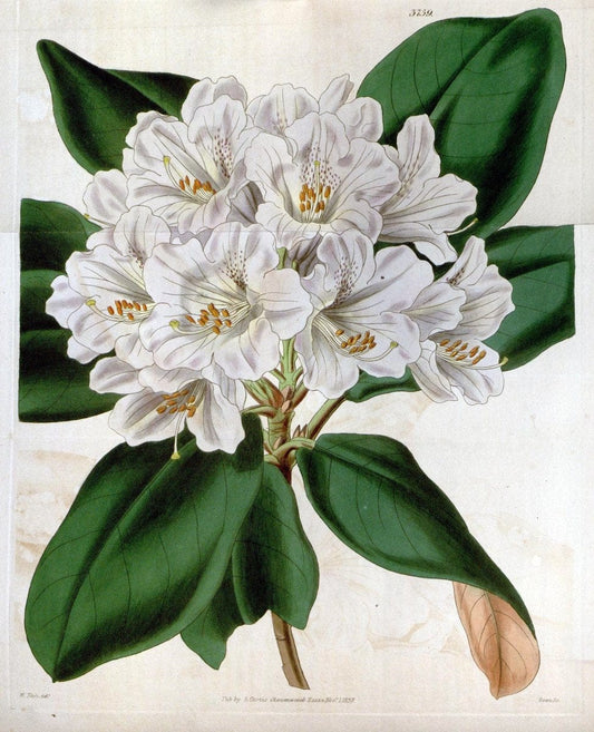 Curtis's botanical magazine..London ;New York [etc.] :Academic Press [etc.]. |  | Vintage Print Reproduction 457330