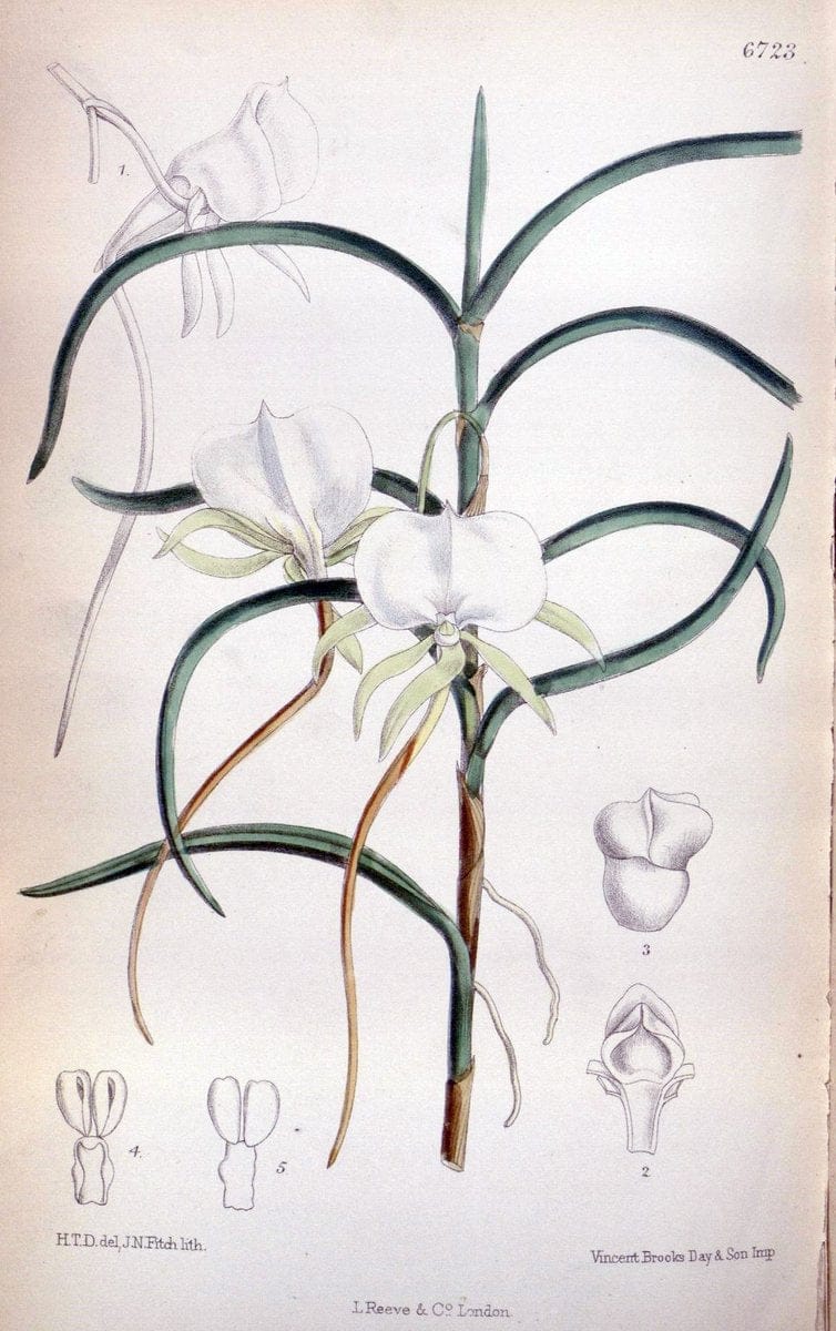 Curtis's botanical magazine. London ; New York [etc.] :Academic Press [etc.]. | "Botanical illustration" Botany Periodicals "Pictorial works" "Plants, Ornamental"  | Vintage Print Reproduction 457331