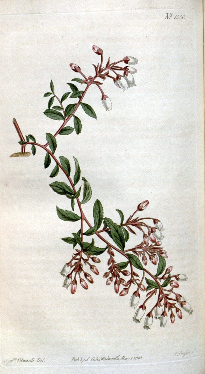 Curtis's botanical magazine. London ; New York [etc.] :Academic Press [etc.]. | "Botanical illustration" Botany Periodicals "Pictorial works" "Plants, Ornamental"  | Vintage Print Reproduction 457332