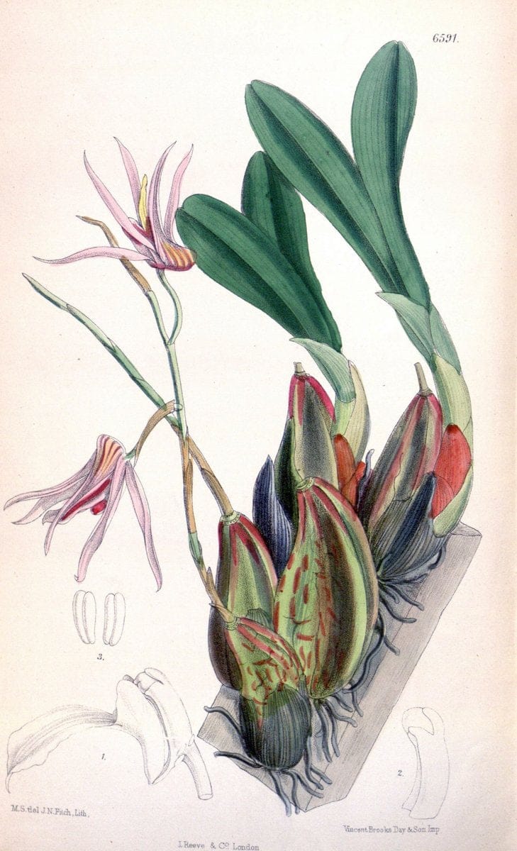 Curtis's botanical magazine. London ; New York [etc.] :Academic Press [etc.]. | "Botanical illustration" Botany Periodicals "Pictorial works" "Plants, Ornamental"  | Vintage Print Reproduction 457333