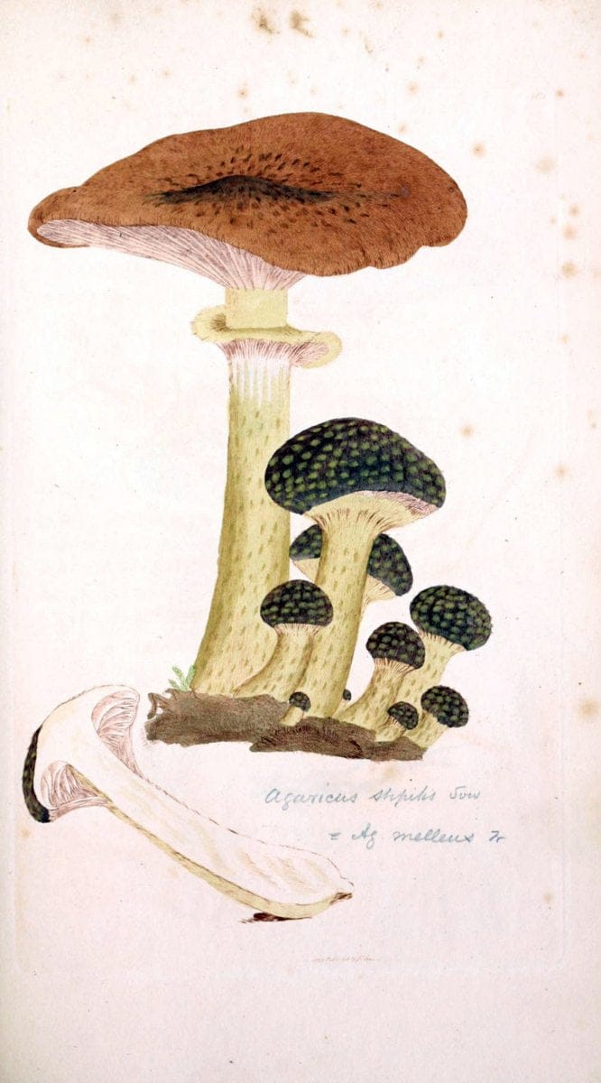 Coloured figures of English fungi or mushrooms. London,Printed by J. Davis,1797-[1809]. | England Mushrooms  | Vintage Print Reproduction 457335