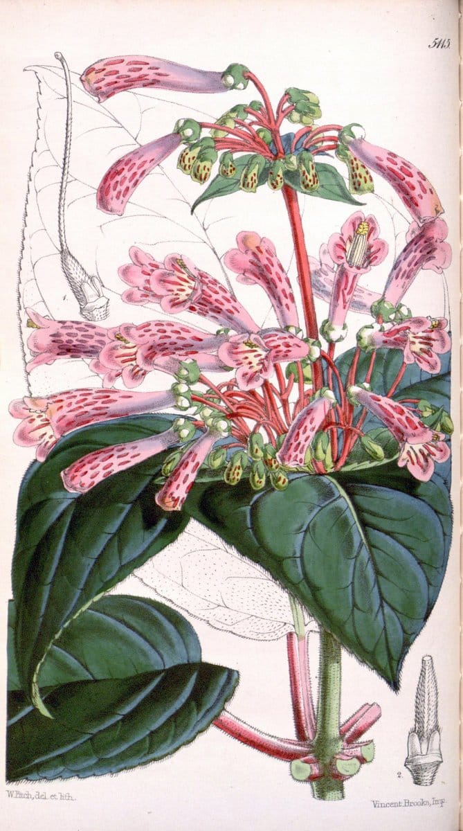 Curtis's botanical magazine. London ; New York [etc.] :Academic Press [etc.]. | "Botanical illustration" Botany Periodicals "Pictorial works" "Plants, Ornamental"  | Vintage Print Reproduction 457337