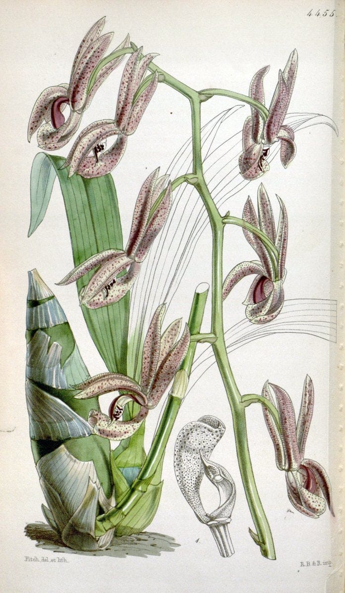 Curtis's botanical magazine. London ;New York [etc.] :Academic Press [etc.]. | Botany Periodicals "Pictorial works"  | Vintage Print Reproduction 457338