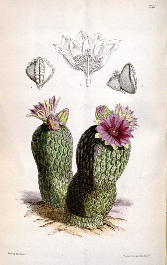 Curtis's botanical magazine. London ; New York [etc.] :Academic Press [etc.]. | "Botanical illustration" Botany Periodicals "Pictorial works" "Plants, Ornamental"  | Vintage Print Reproduction 457339