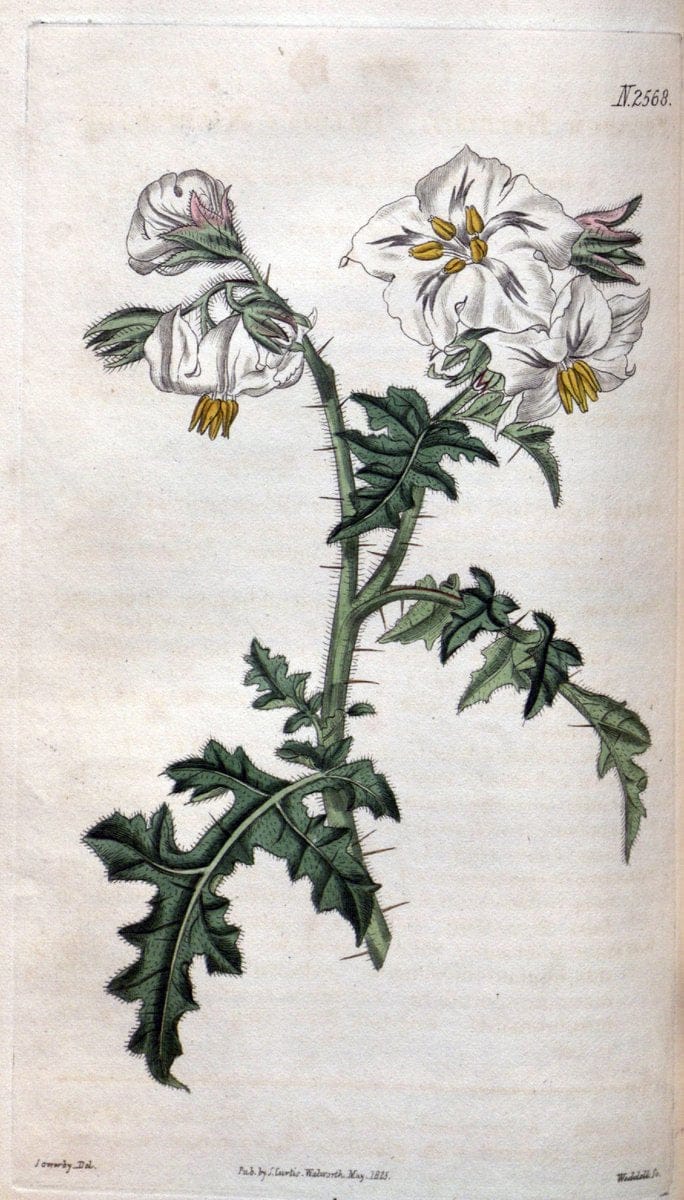 Curtis's botanical magazine. London ; New York [etc.] :Academic Press [etc.]. | "Botanical illustration" Botany Periodicals "Pictorial works" "Plants, Ornamental"  | Vintage Print Reproduction 457340