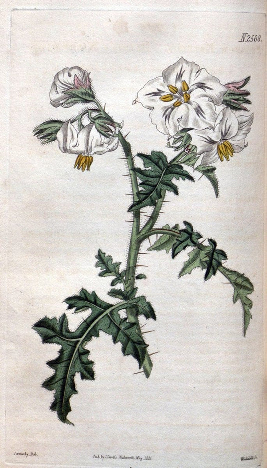 Curtis's botanical magazine. London ; New York [etc.] :Academic Press [etc.]. | "Botanical illustration" Botany Periodicals "Pictorial works" "Plants, Ornamental"  | Vintage Print Reproduction 457340