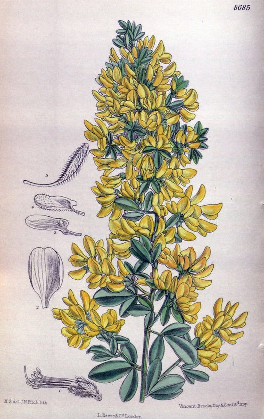 Curtis's botanical magazine. London ; New York [etc.] :Academic Press [etc.]. | "Botanical illustration" Botany Periodicals "Pictorial works" "Plants, Ornamental"  | Vintage Print Reproduction 457341