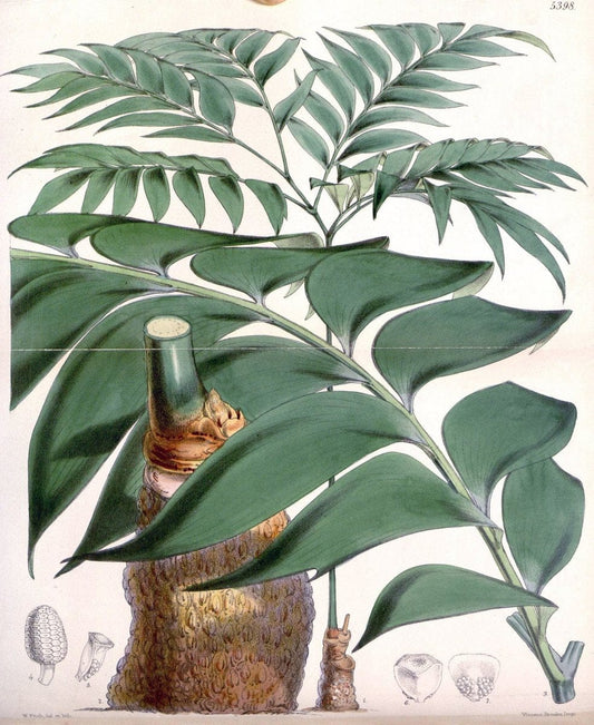 Curtis's botanical magazine. London ;New York [etc.] :Academic Press [etc.]. | Botany Periodicals "Pictorial works"  | Vintage Print Reproduction 457342