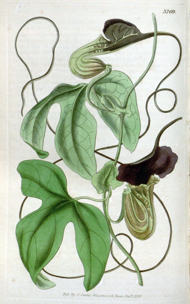 Curtis's botanical magazine. London ;New York [etc.] :Academic Press [etc.]. | Botany Periodicals "Pictorial works"  | Vintage Print Reproduction 457343