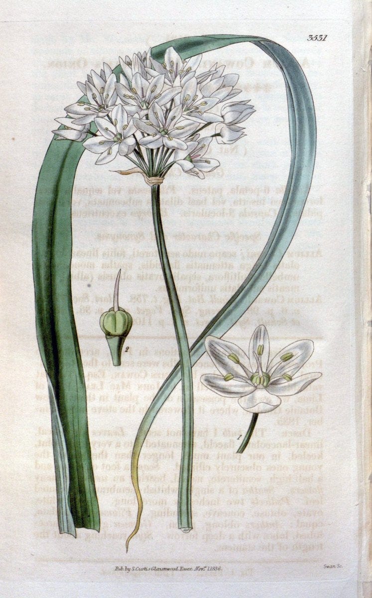 Curtis's botanical magazine. London ;New York [etc.] :Academic Press [etc.]. | Botany Periodicals "Pictorial works"  | Vintage Print Reproduction 457344