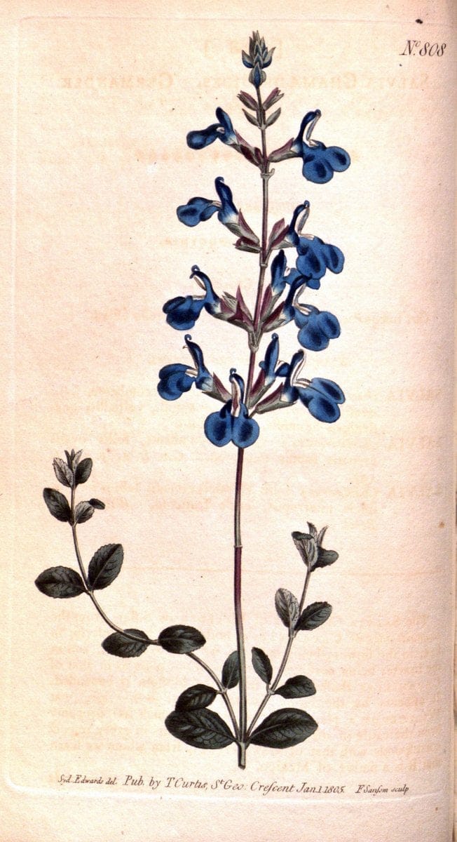 Curtis's botanical magazine. London ;New York [etc.] :Academic Press [etc.]. | Botany Periodicals "Pictorial works"  | Vintage Print Reproduction 457348