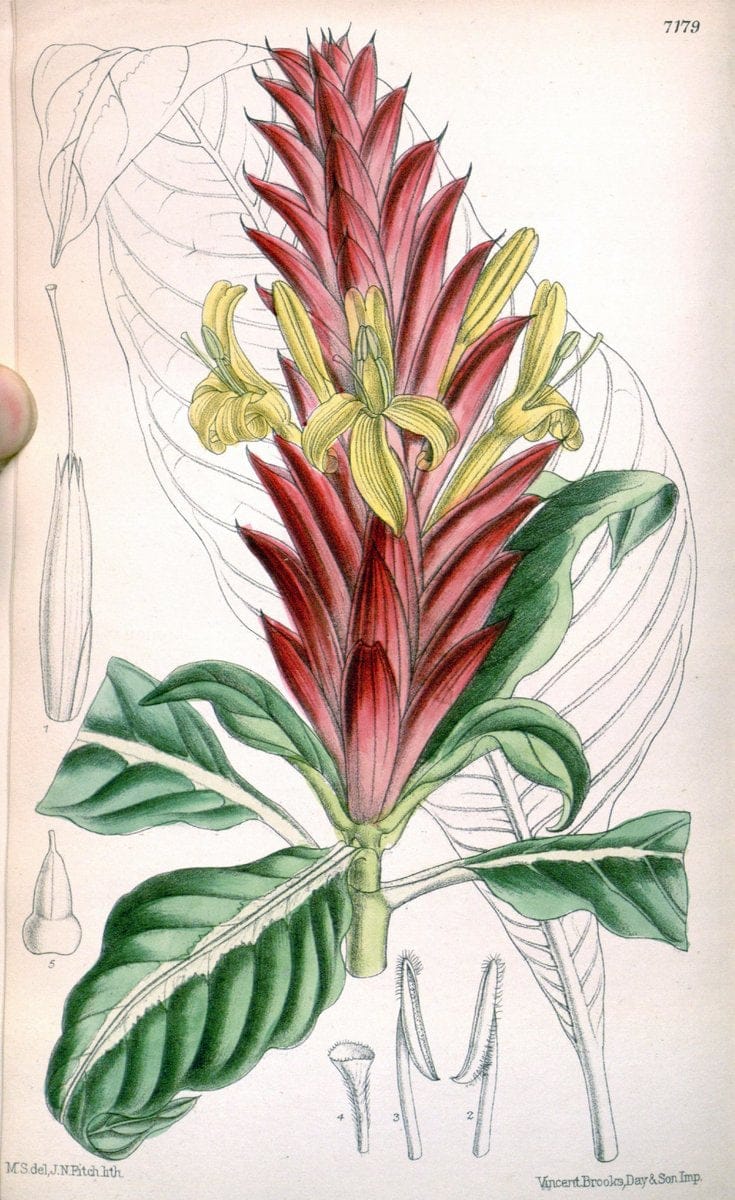 Curtis's botanical magazine. London ; New York [etc.] :Academic Press [etc.]. | "Botanical illustration" Botany Periodicals "Pictorial works" "Plants, Ornamental"  | Vintage Print Reproduction 457349