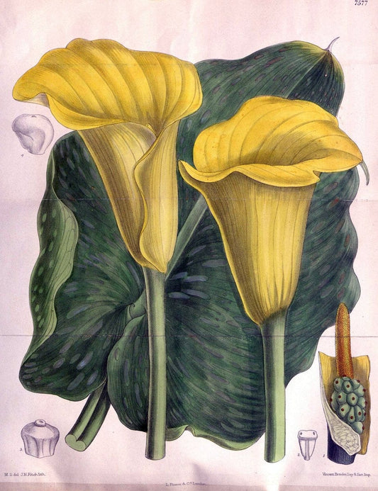 Curtis's botanical magazine. London ; New York [etc.] :Academic Press [etc.]. | "Botanical illustration" Botany Periodicals "Pictorial works" "Plants, Ornamental"  | Vintage Print Reproduction 457350