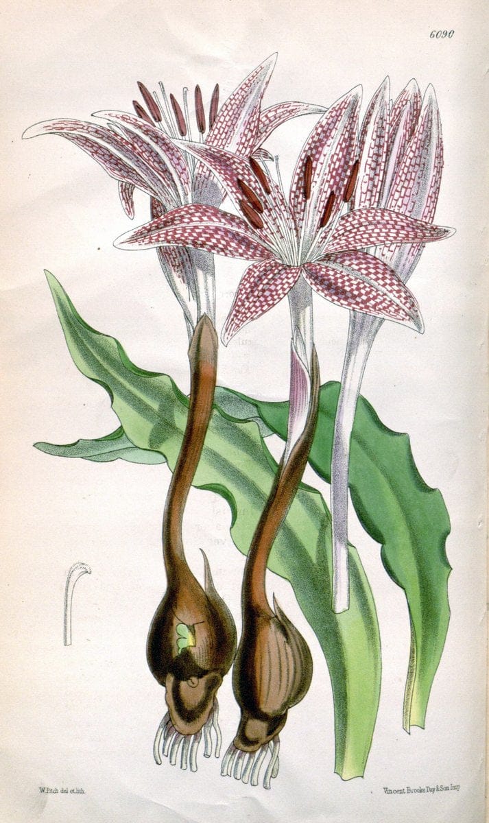 Curtis's botanical magazine. London ; New York [etc.] :Academic Press [etc.]. | "Botanical illustration" Botany Periodicals "Pictorial works" "Plants, Ornamental"  | Vintage Print Reproduction 457351