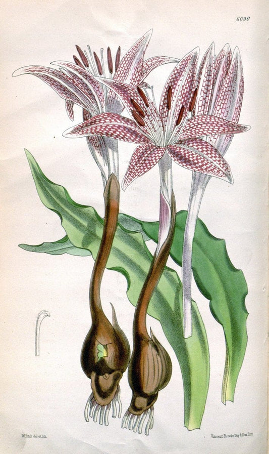 Curtis's botanical magazine. London ; New York [etc.] :Academic Press [etc.]. | "Botanical illustration" Botany Periodicals "Pictorial works" "Plants, Ornamental"  | Vintage Print Reproduction 457351