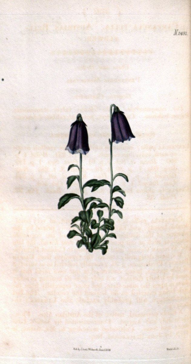 Curtis's botanical magazine. London ; New York [etc.] :Academic Press [etc.]. | "Botanical illustration" Botany Periodicals "Pictorial works" "Plants, Ornamental"  | Vintage Print Reproduction 457352