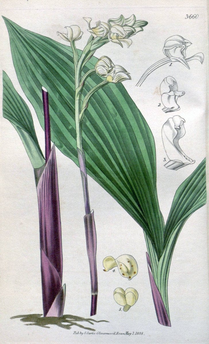 Curtis's botanical magazine..London ;New York [etc.] :Academic Press [etc.]. |  | Vintage Print Reproduction 457353