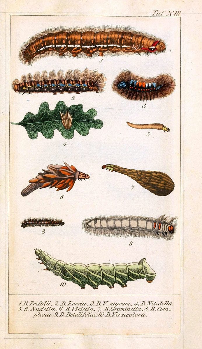 Chronologischer Raupenkalender, oder, Naturgeschichte der europÃ¤ischen RaupenBerlin :Im Verlage von Theodor Bade,1837. |  | Vintage Print Reproduction 457354