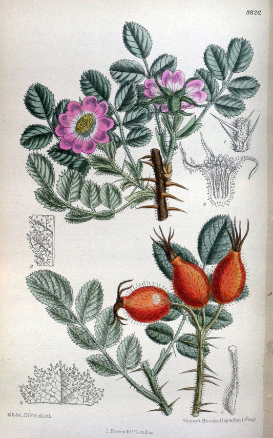 Curtis's botanical magazine. London ; New York [etc.] :Academic Press [etc.]. | "Botanical illustration" Botany Periodicals "Pictorial works" "Plants, Ornamental"  | Vintage Print Reproduction 457355