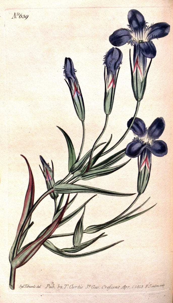 Curtis's botanical magazine. London ;New York [etc.] :Academic Press [etc.]. | Botany Periodicals "Pictorial works"  | Vintage Print Reproduction 457356