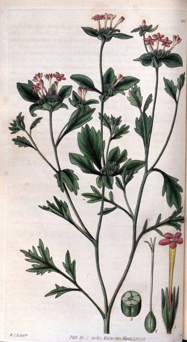 Curtis's botanical magazine. London ; New York [etc.] :Academic Press [etc.]. | "Botanical illustration" Botany Periodicals "Pictorial works" "Plants, Ornamental"  | Vintage Print Reproduction 457357