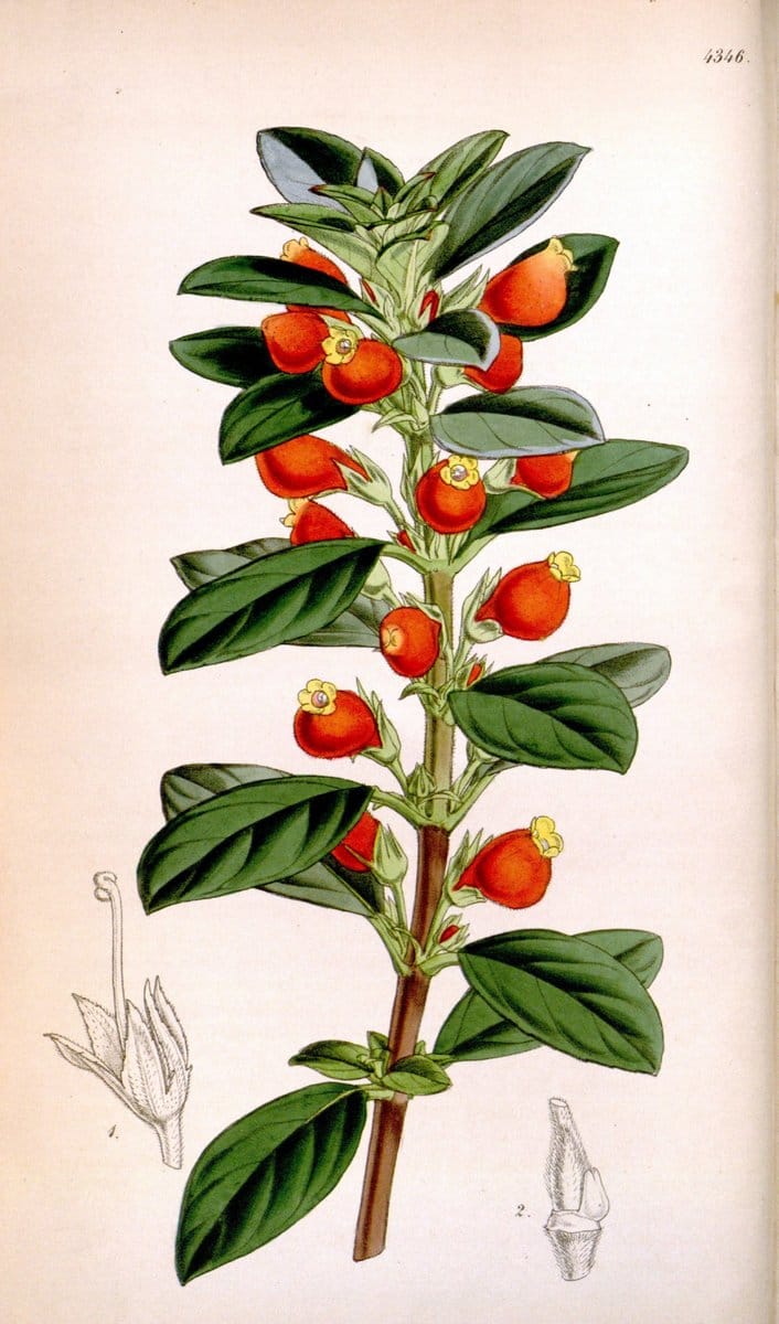 Curtis's botanical magazine. London ; New York [etc.] :Academic Press [etc.]. | "Botanical illustration" Botany Periodicals "Pictorial works" "Plants, Ornamental"  | Vintage Print Reproduction 457358