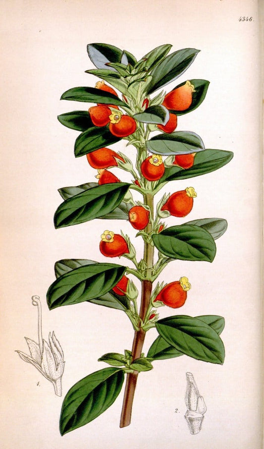 Curtis's botanical magazine. London ; New York [etc.] :Academic Press [etc.]. | "Botanical illustration" Botany Periodicals "Pictorial works" "Plants, Ornamental"  | Vintage Print Reproduction 457358