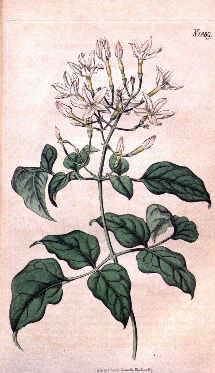 Curtis's botanical magazine. London ; New York [etc.] :Academic Press [etc.]. | "Botanical illustration" Botany Periodicals "Pictorial works" "Plants, Ornamental"  | Vintage Print Reproduction 457359