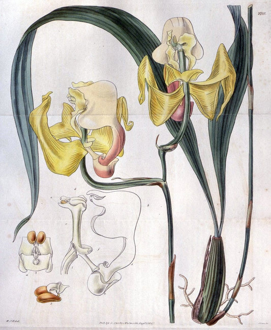 Curtis's botanical magazine..London ;New York [etc.] :Academic Press [etc.]. |  | Vintage Print Reproduction 457360
