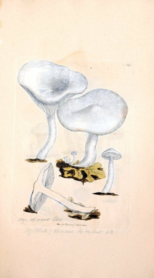 Coloured figures of English fungi or mushrooms. London,Printed by J. Davis,1797-[1809]. | England Mushrooms  | Vintage Print Reproduction 457361