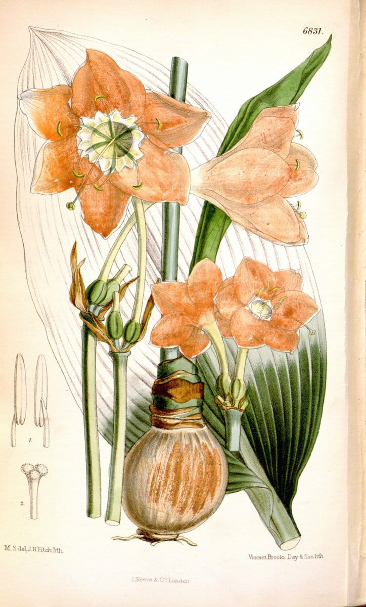 Curtis's botanical magazine. London ; New York [etc.] :Academic Press [etc.]. | "Botanical illustration" Botany Periodicals "Pictorial works" "Plants, Ornamental"  | Vintage Print Reproduction 457362