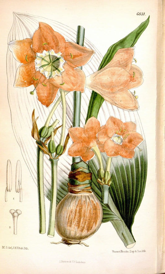 Curtis's botanical magazine. London ; New York [etc.] :Academic Press [etc.]. | "Botanical illustration" Botany Periodicals "Pictorial works" "Plants, Ornamental"  | Vintage Print Reproduction 457362