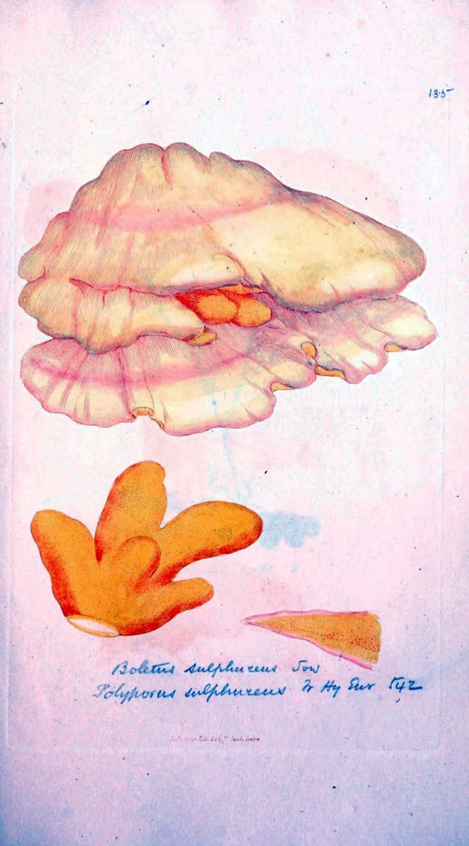 Dragable Image