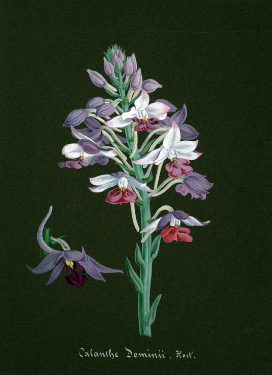 Collection d'orchideÃŒÂes.[S.l. :s.n.,18--]. | "Botanical illustration" Orchidaceae "Orchidaceae in art" "Pictorial works"  | Vintage Print Reproduction 457364